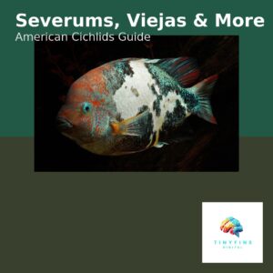 american cichlids care guide